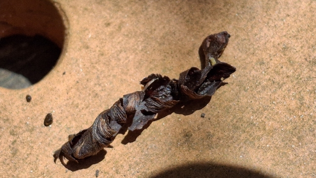 Dark, leathery, coiled empty pupal husk resting on a terracotta pot surface